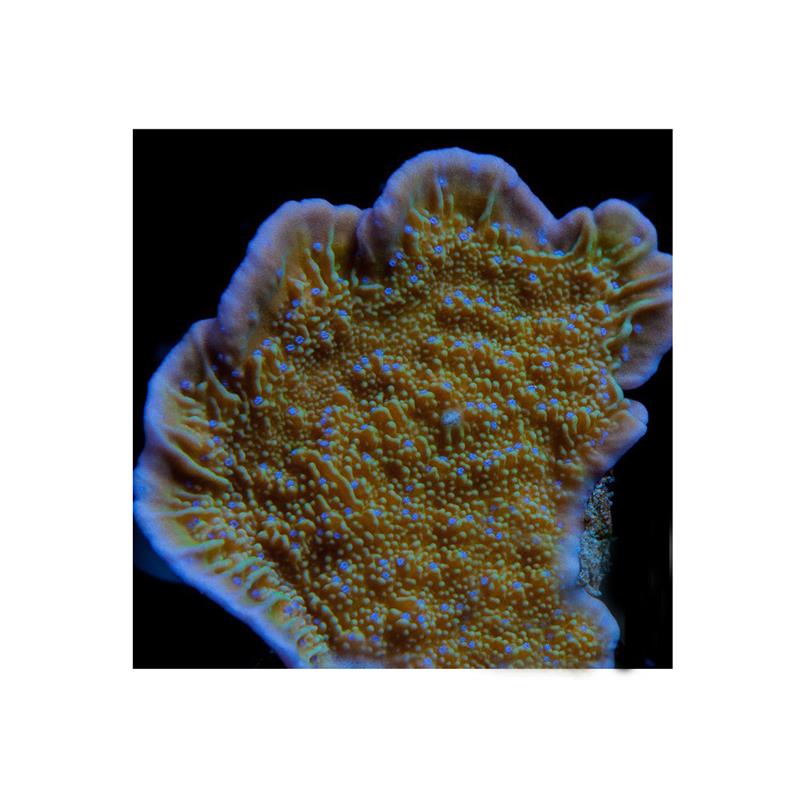 Montipora sp. Petale albastre - imagine 3